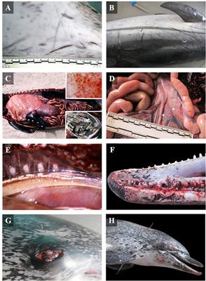 Retrospective Study of Fishery Interactions in Stranded Cetaceans, Canary Islands